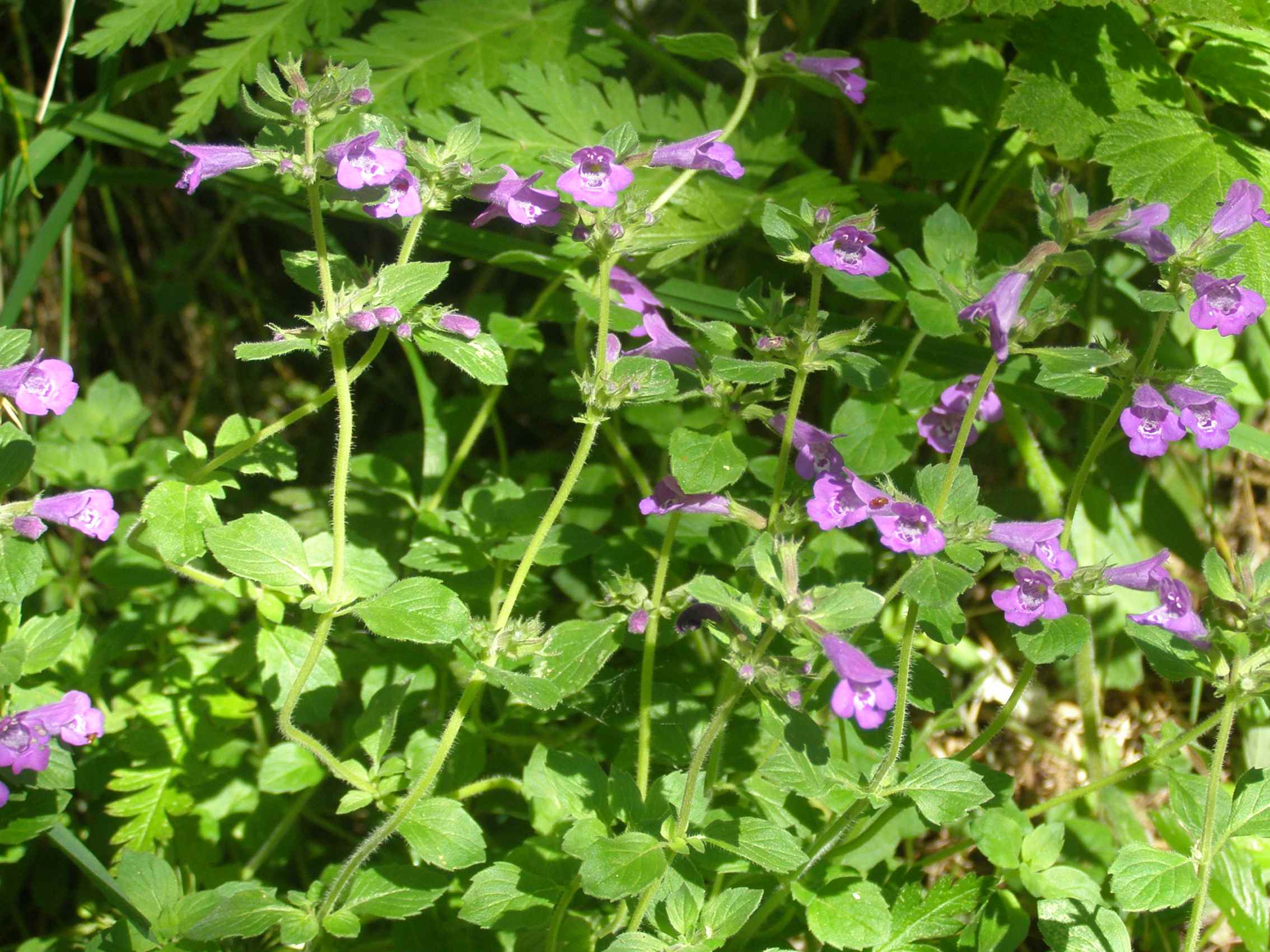 Fiore violetto - Calamintha sp.